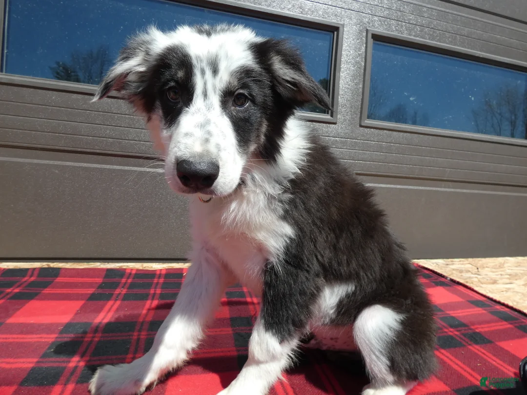 Mixed Breed dogs for sale: Australian Shepherd Puppy 6 Sparky - Ad 2