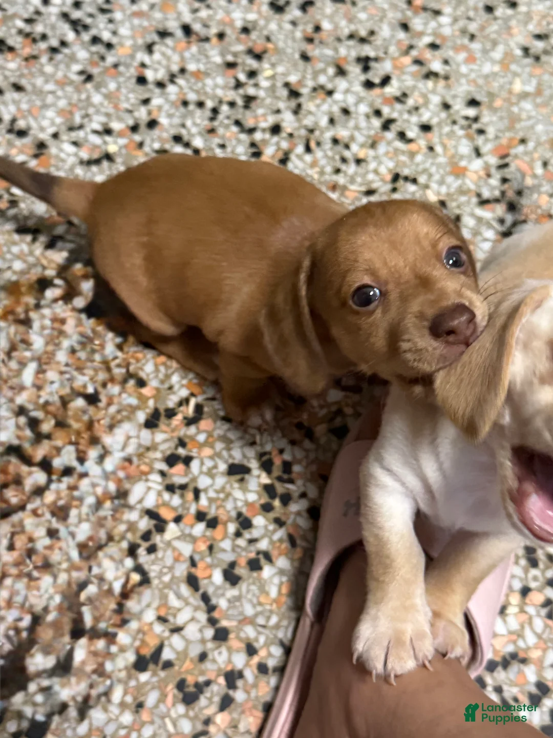 Mixed Breed dogs for sale: Hershey - Ad 2