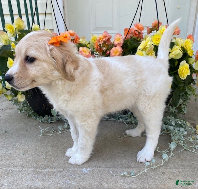 Mini Goldendoodle dogs Star - Ad 2