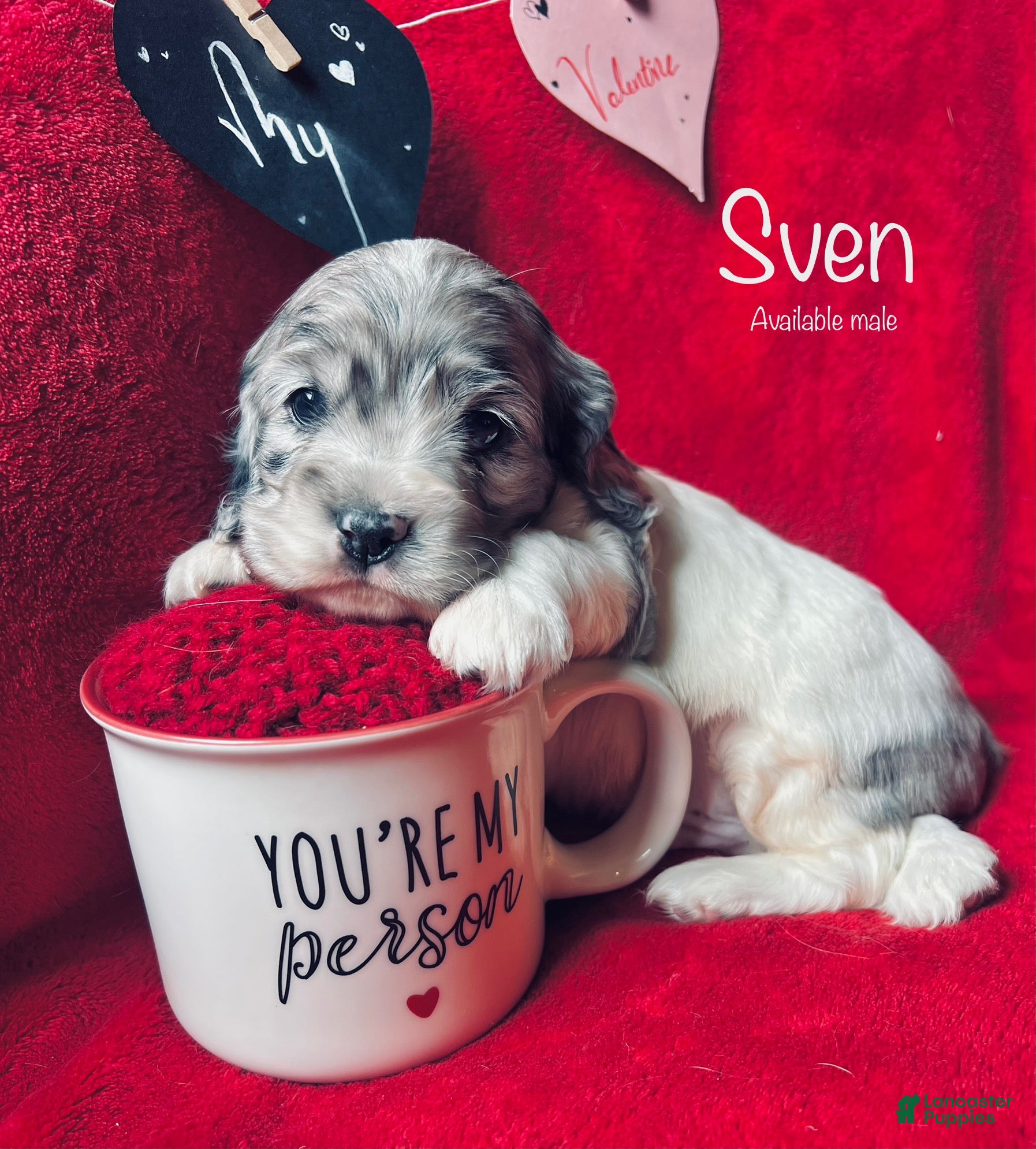 Cocker Spaniel dogs Sven - Ad 7