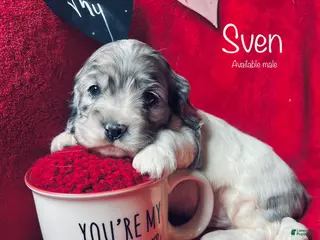 Cocker Spaniel dogs Sven - Ad 7