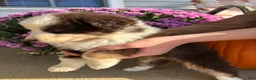 Australian Shepherd dogs for sale: Maple (AKC) - Ad 4