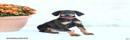 Doberman Pinscher dogs for sale: Flora   - Ad 13