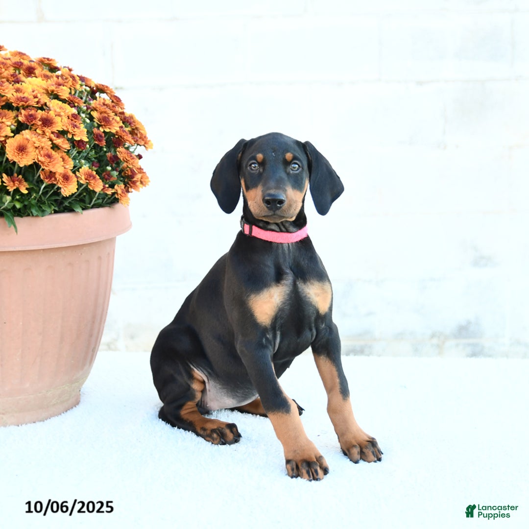 Doberman Pinscher dogs for sale: Flora   - Ad 13