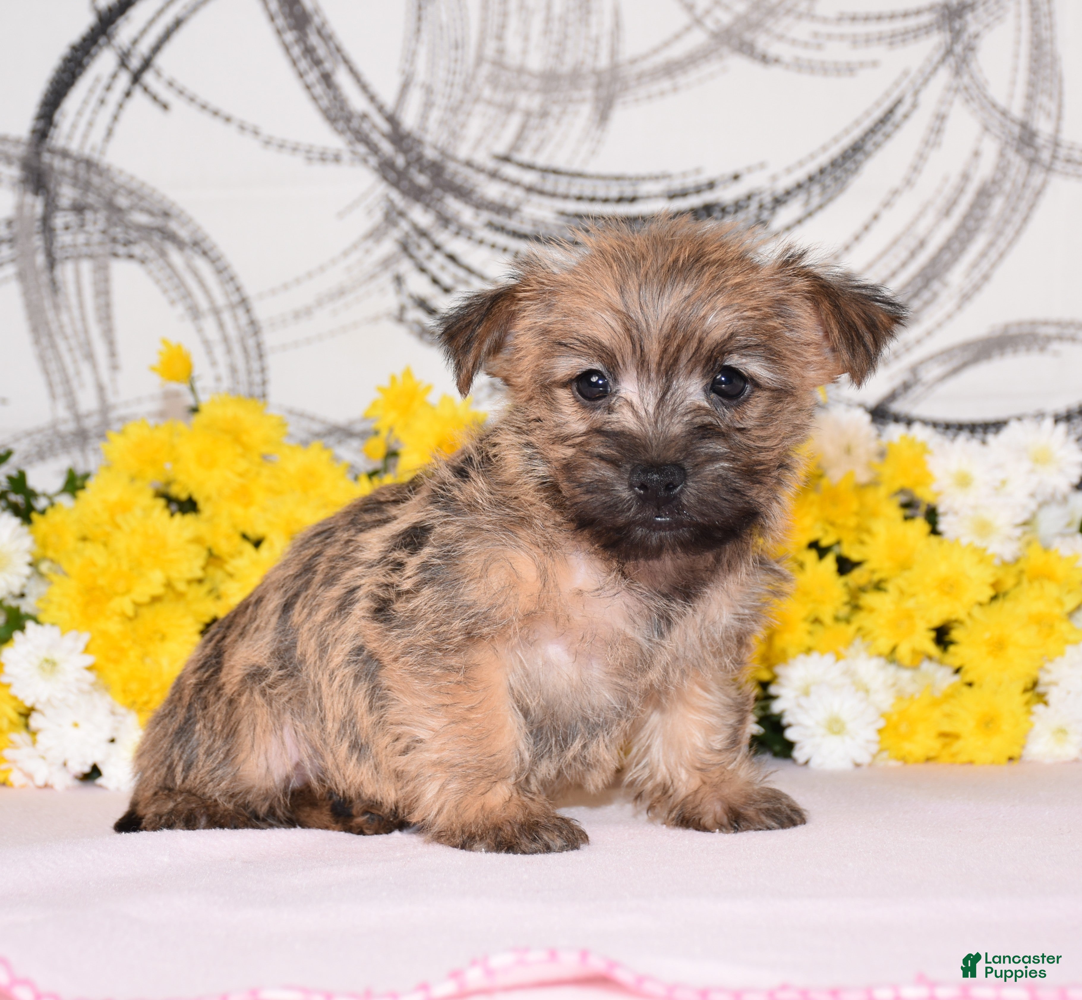 Cairn Terrier dogs Jilly - Ad 2