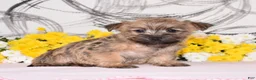 Cairn Terrier dogs for sale: Jilly - Ad 2