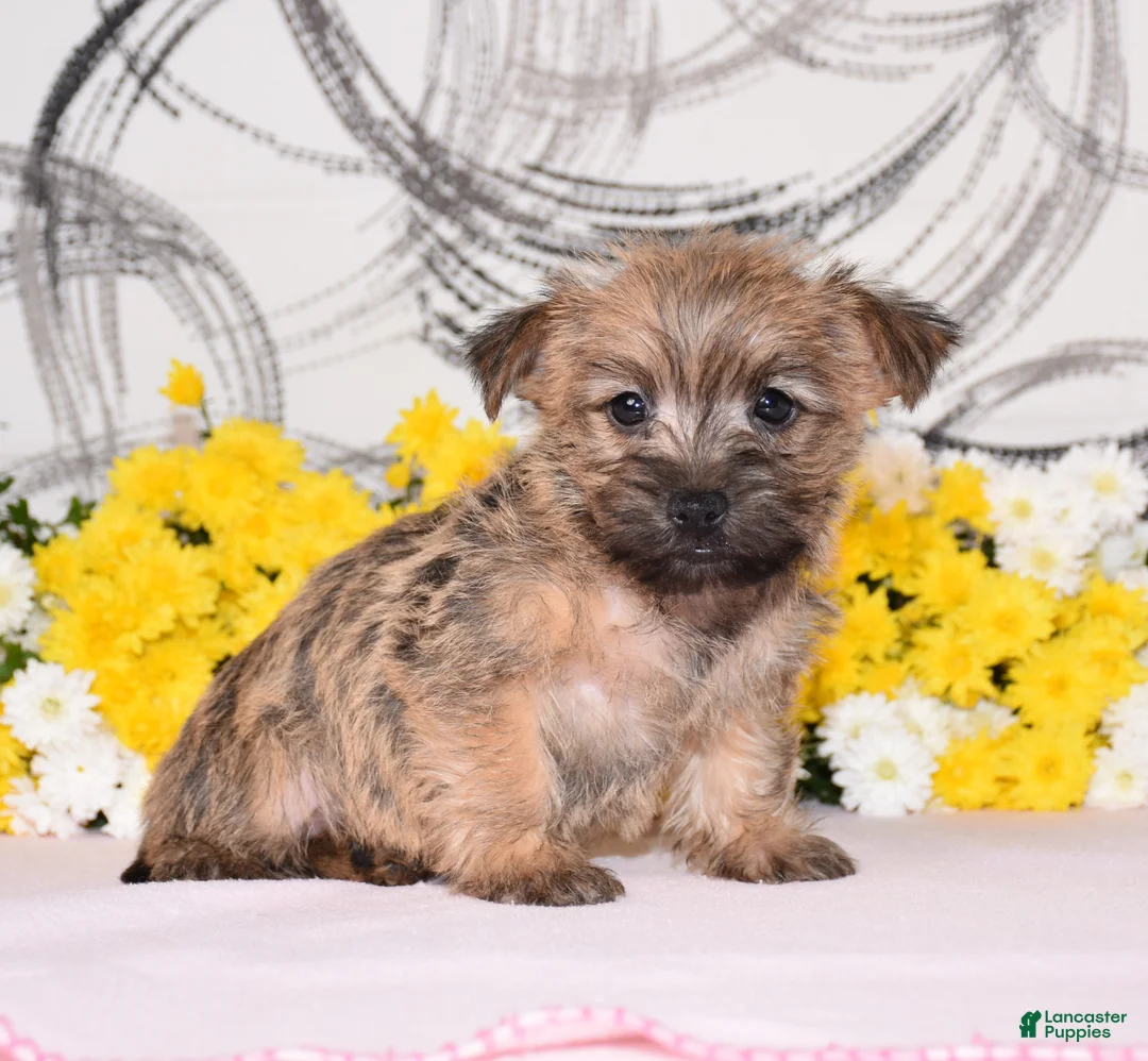 Cairn Terrier dogs for sale: Jilly - Ad 2