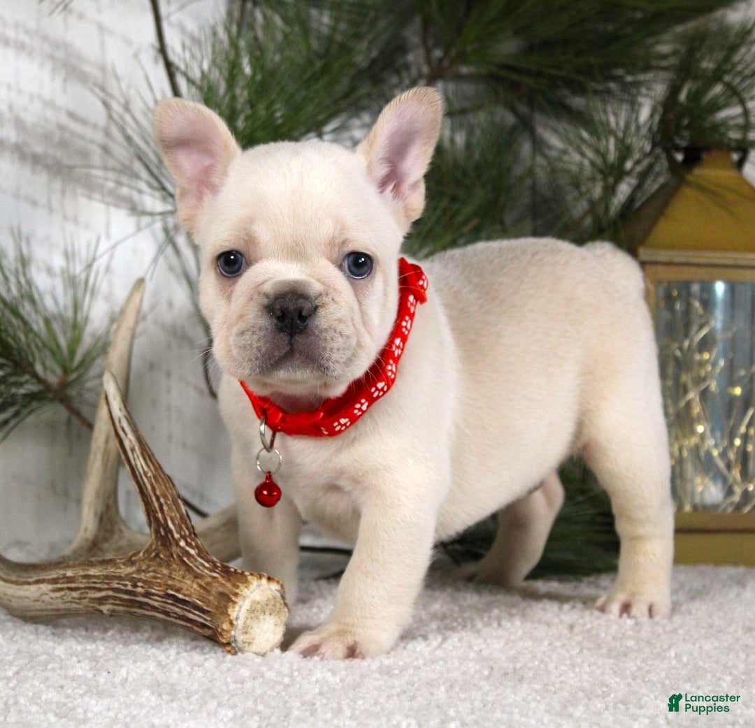 French Bulldog dogs for sale: Polar - Ad 3