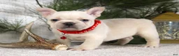 French Bulldog dogs for sale: Polar - Ad 3