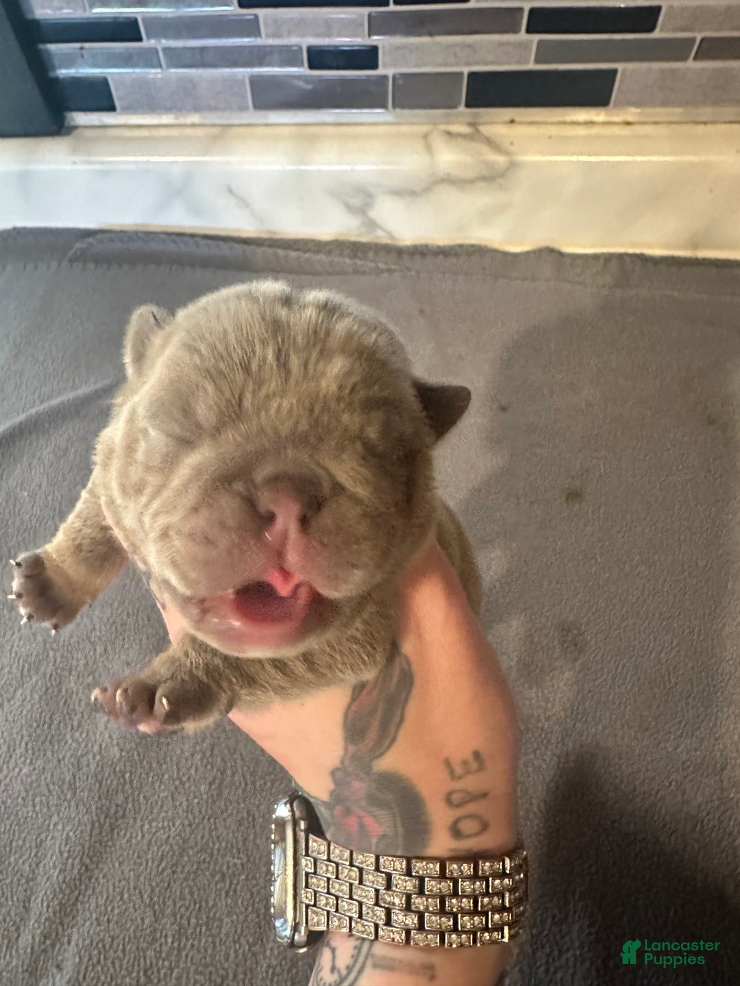 English Bulldog dogs for sale: Lilac and White Male - Ad 23