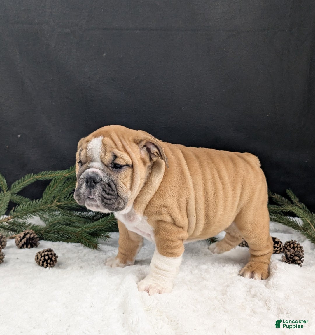 English Bulldog dogs for sale: Holly  - Ad 11
