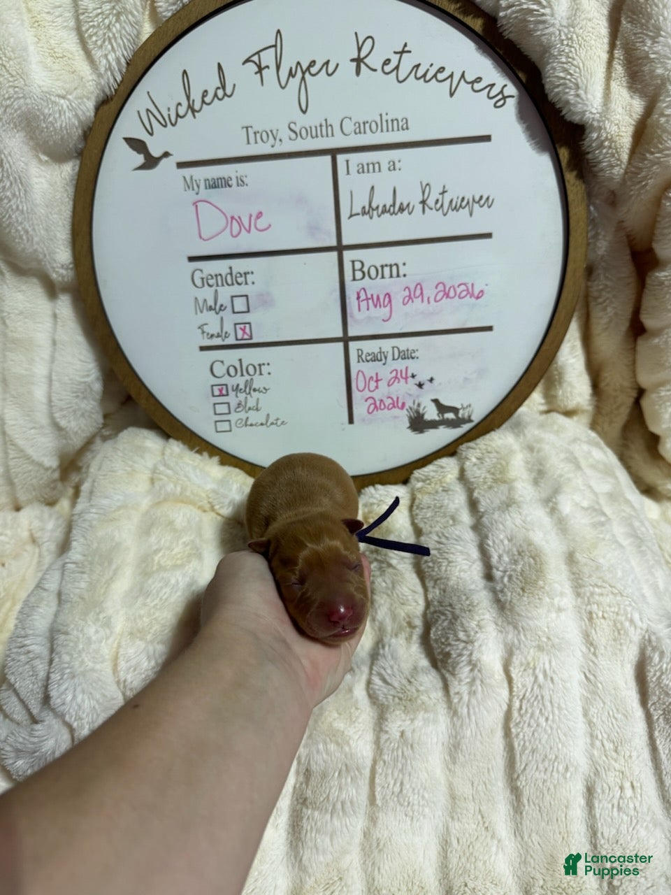 Labrador Retriever dogs Dove - Ad 1