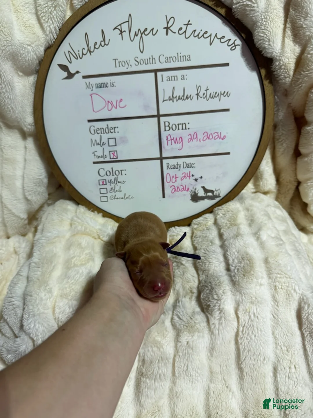 Labrador Retriever dogs for sale: Dove - Ad 1