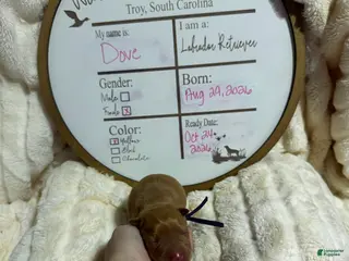 Labrador Retriever dogs Dove - Ad 14