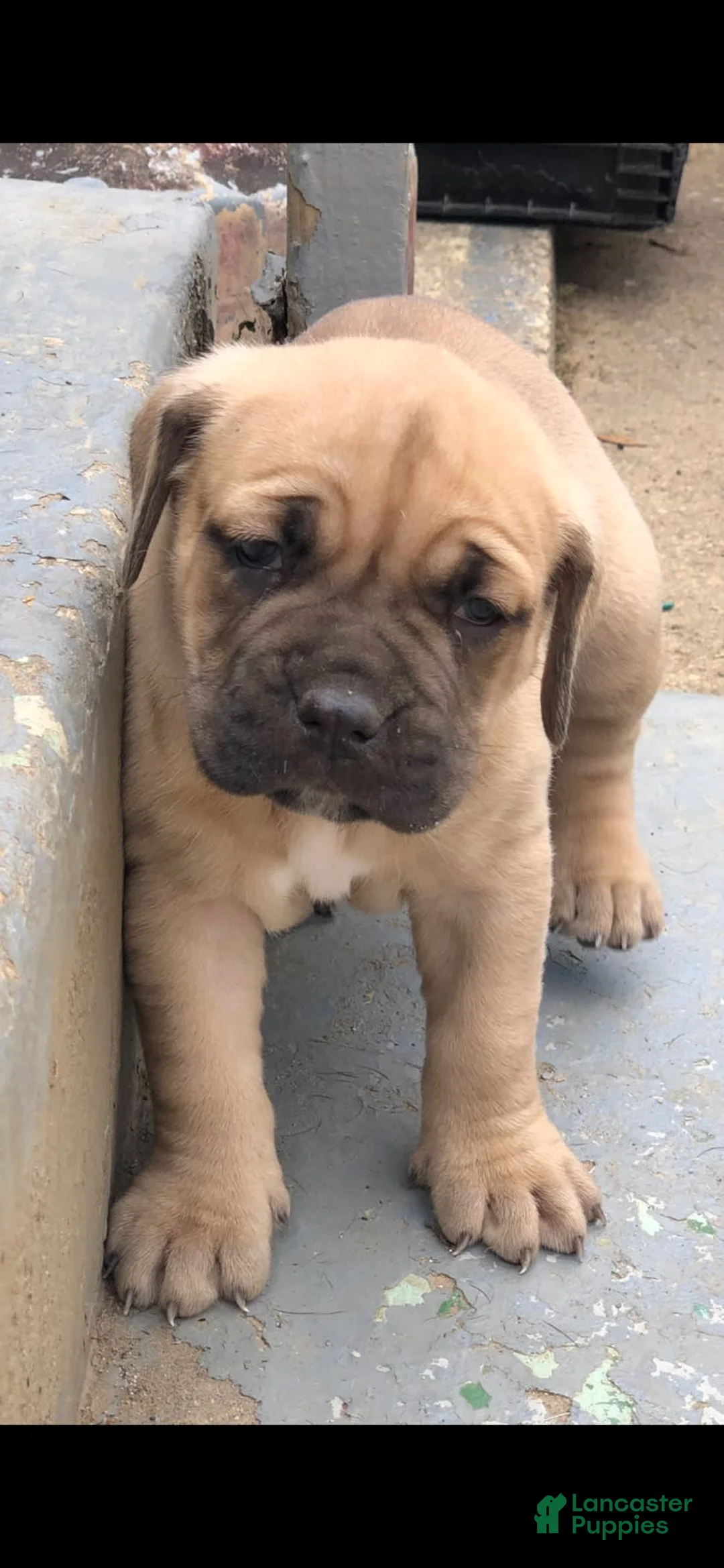 Gallery Image {{count}}