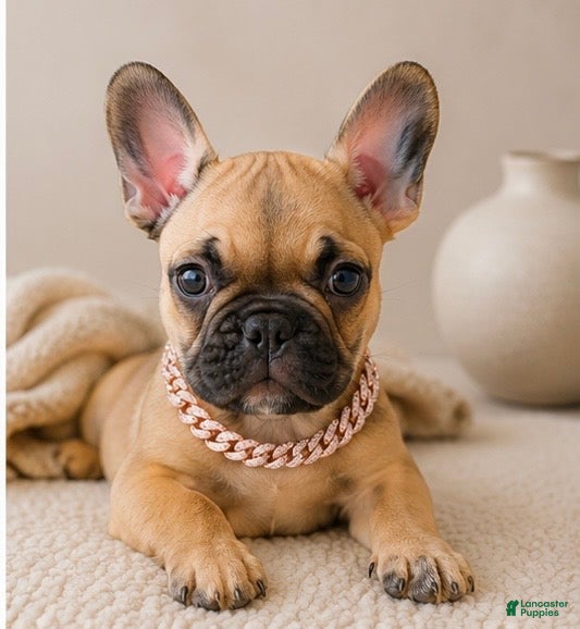 French Bulldog dogs LIZZIE - FAWN CUTIE IN CALI, USA DELIVERY & FINANCING OPTIONS! - Ad 1