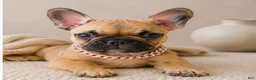 French Bulldog dogs for sale: LIZZIE - FAWN CUTIE IN CALI, USA DELIVERY & FINANCING OPTIONS! - Ad 1