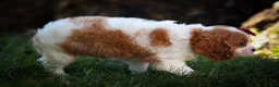Cavalier King Charles Spaniel dogs for sale: Princeton🐶 - Ad 10