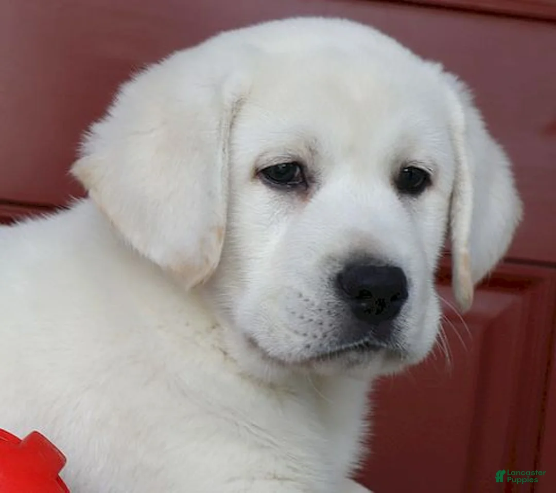 Labrador Retriever dogs for sale: Diesel Champ lines - Ad 1