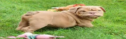 English Bulldog dogs for sale: Stuart - Ad 3