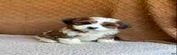 Havanese dogs for sale: Silver  - Ad 3