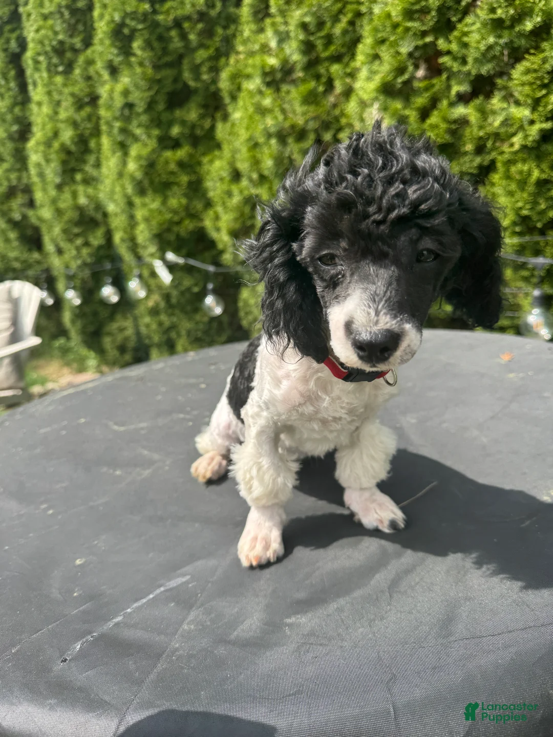 Toy Poodle dogs for sale: Pepper - Ad 2
