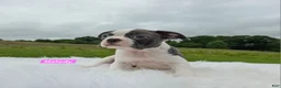 Boston Terrier dogs for sale: Melody - Ad 4