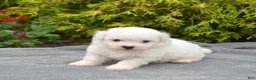 Bichon Frise dogs for sale: Tokyo (tiny) - Ad 3