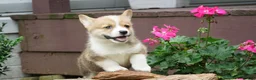Welsh Corgi Pembroke dogs for sale: Maple   - Ad 1
