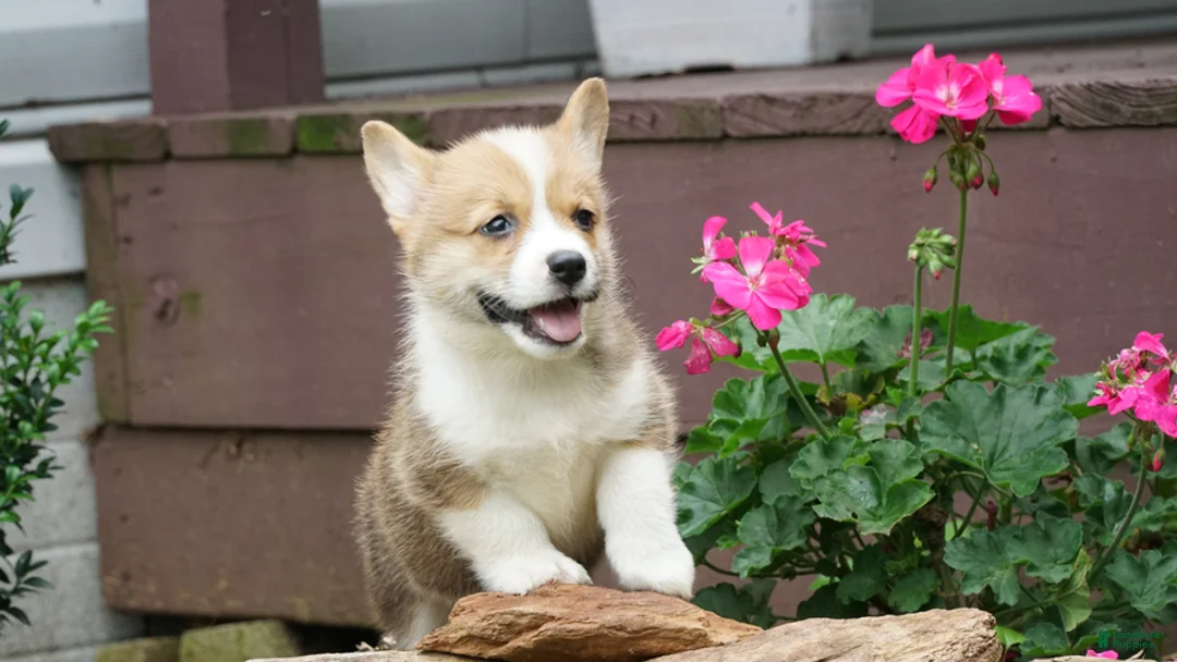 Welsh Corgi Pembroke dogs for sale: Maple   - Ad 1