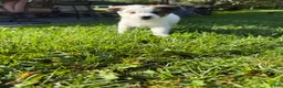 Mixed Breed dogs for sale: Mixed Breed Puppy 5 - Ad 11