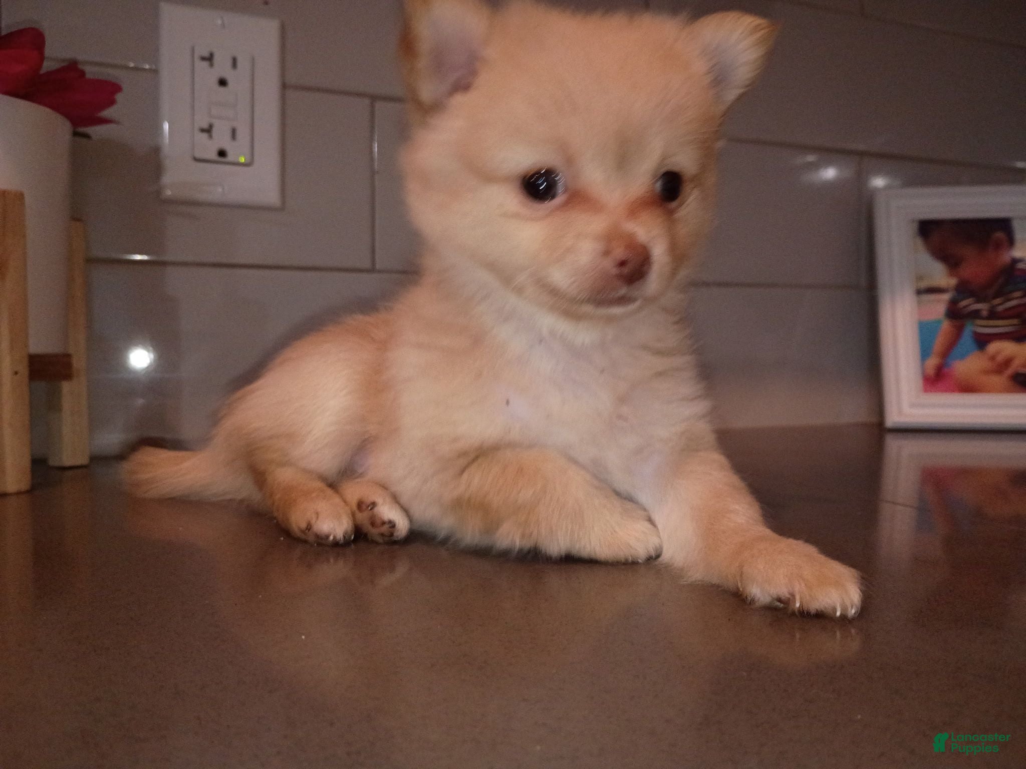 Pomchi dogs Pomchi 4 - Ad 1