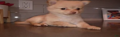 Pomchi 4