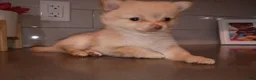 Pomchi dogs for sale: Pomchi 4 - Ad 1