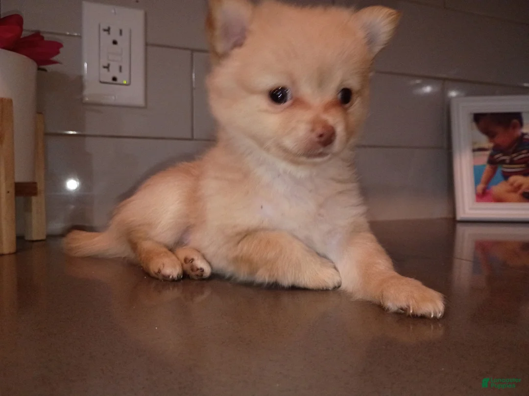 Pomchi dogs for sale: Pomchi 4 - Ad 1