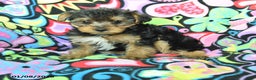 Yorkiepoo dogs for sale: Homer - Ad 1