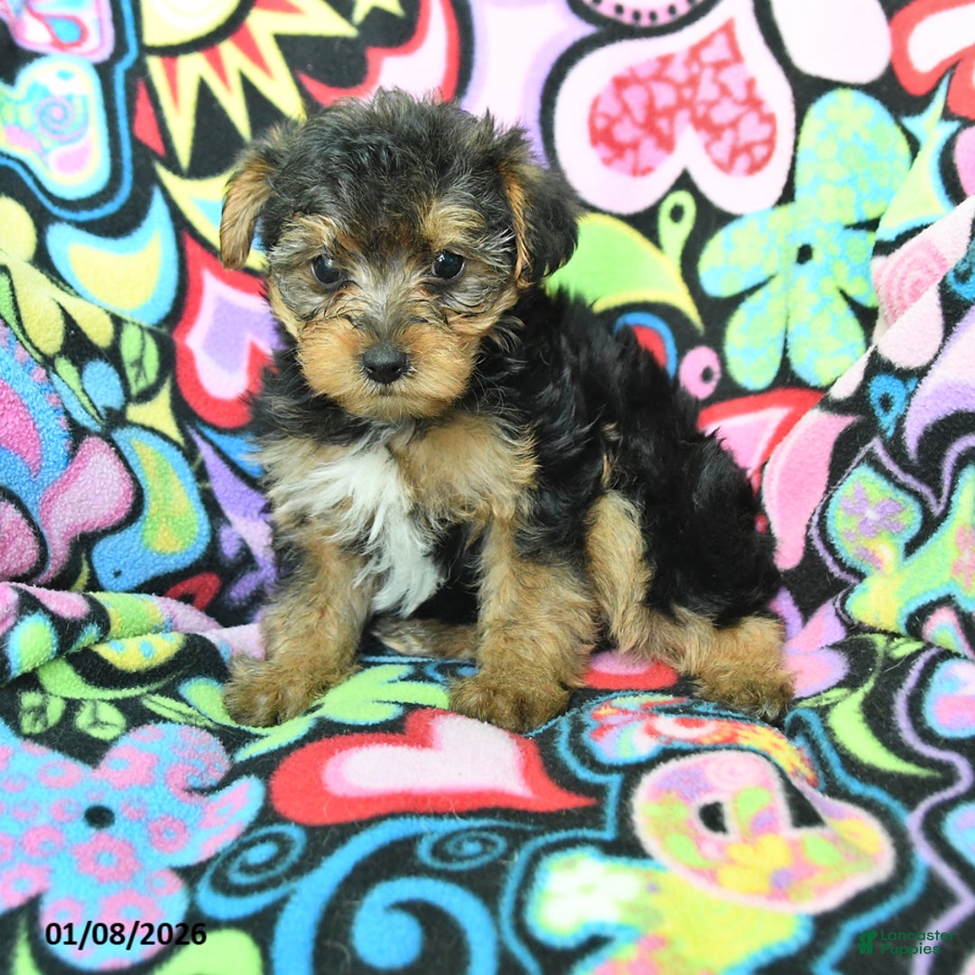 Yorkiepoo dogs for sale: Homer - Ad 1