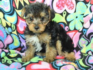 Yorkiepoo dogs Homer - Ad 9