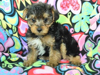 Yorkiepoo dogs Homer - Ad 9