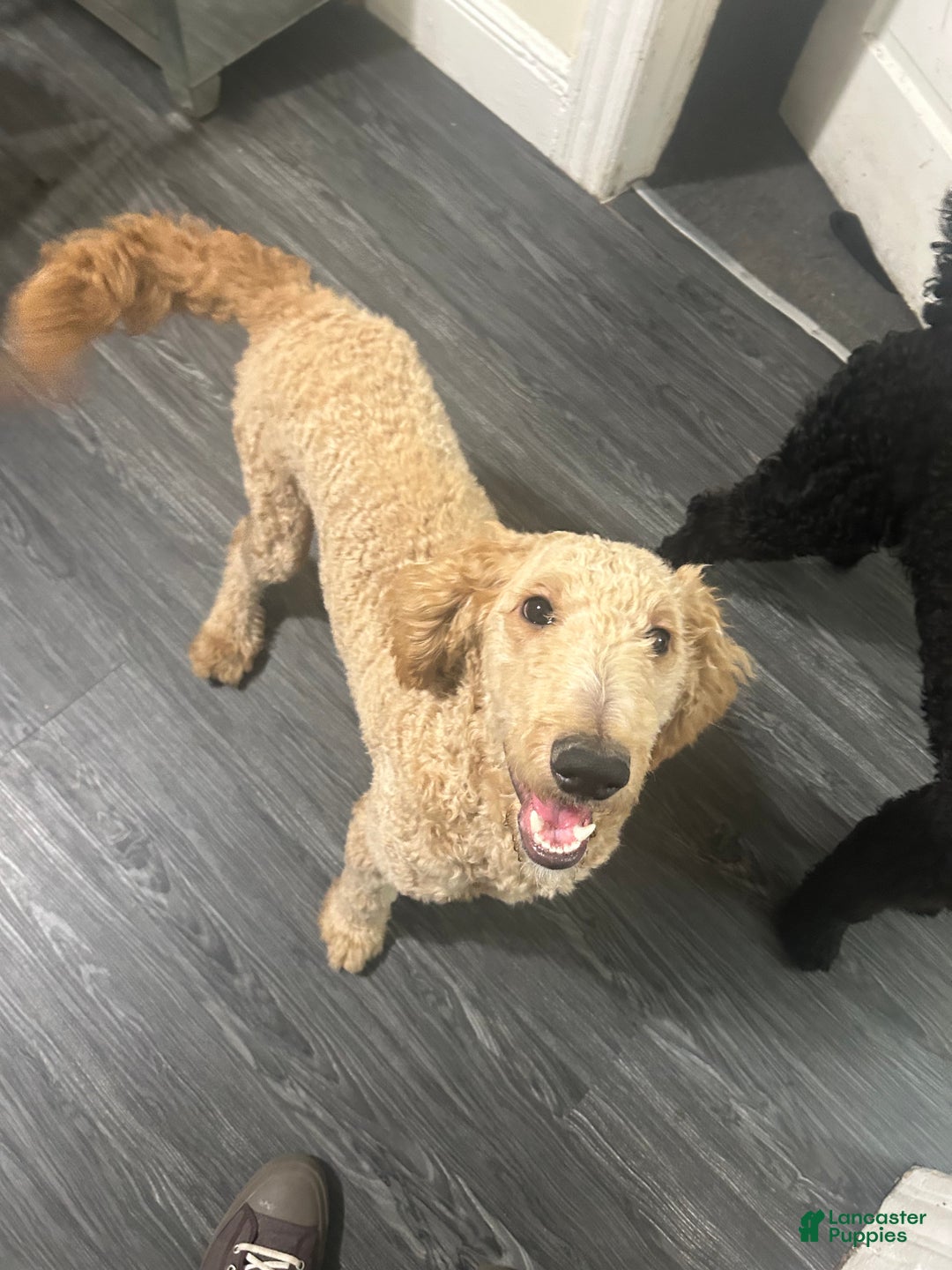 Goldendoodle dogs for sale: Zeus  - Ad 1