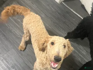 Goldendoodle dogs Zeus - Ad 35