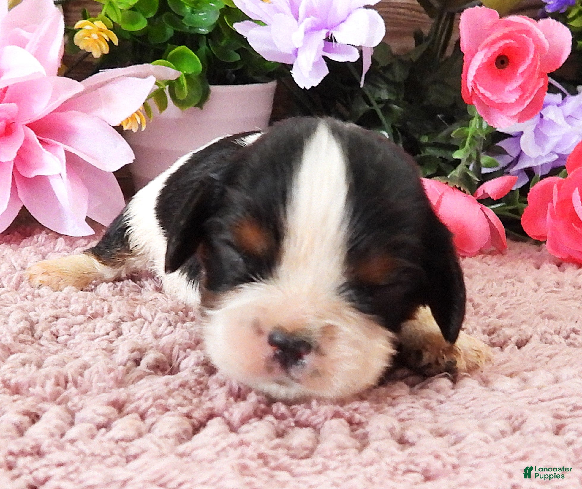 Cavalier King Charles Spaniel dogs #2 Male (Lulu's) - Ad 22