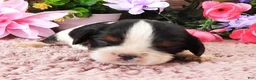 Cavalier King Charles Spaniel dogs for sale: #2 Male (Lulu's) - Ad 1