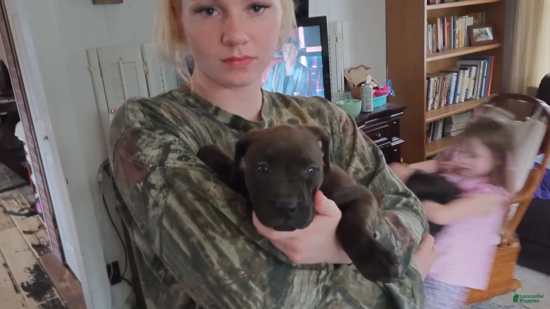 American Bully dogs for sale: Kennedy Blades - Ad 1