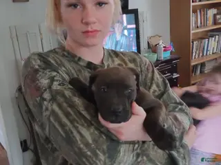 American Bully dogs Kennedy Blades - Ad 16