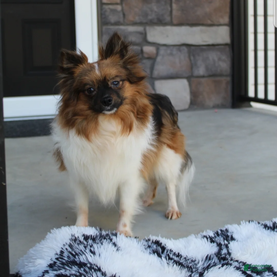 Pomeranian dogs for sale: Donald - Ad 12