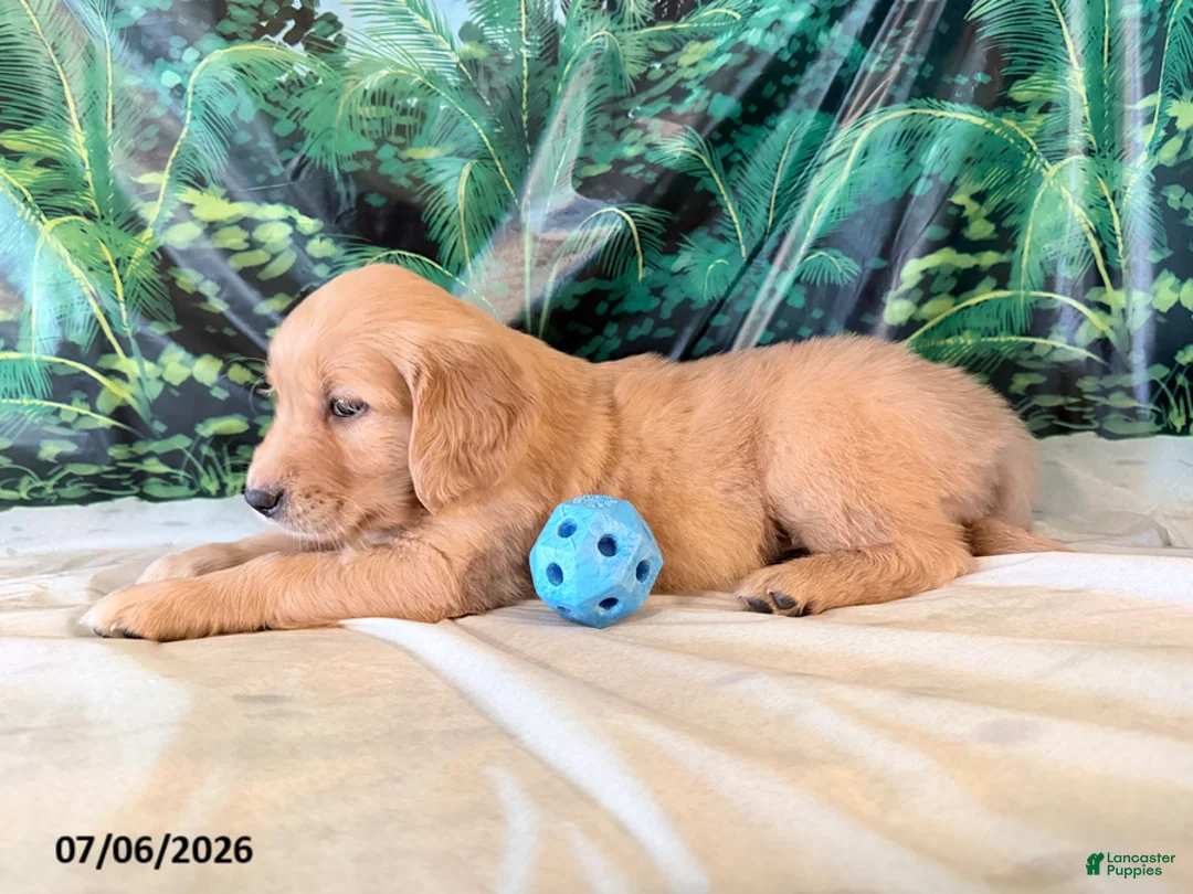 Golden Retriever dogs for sale: Cassie - Ad 2