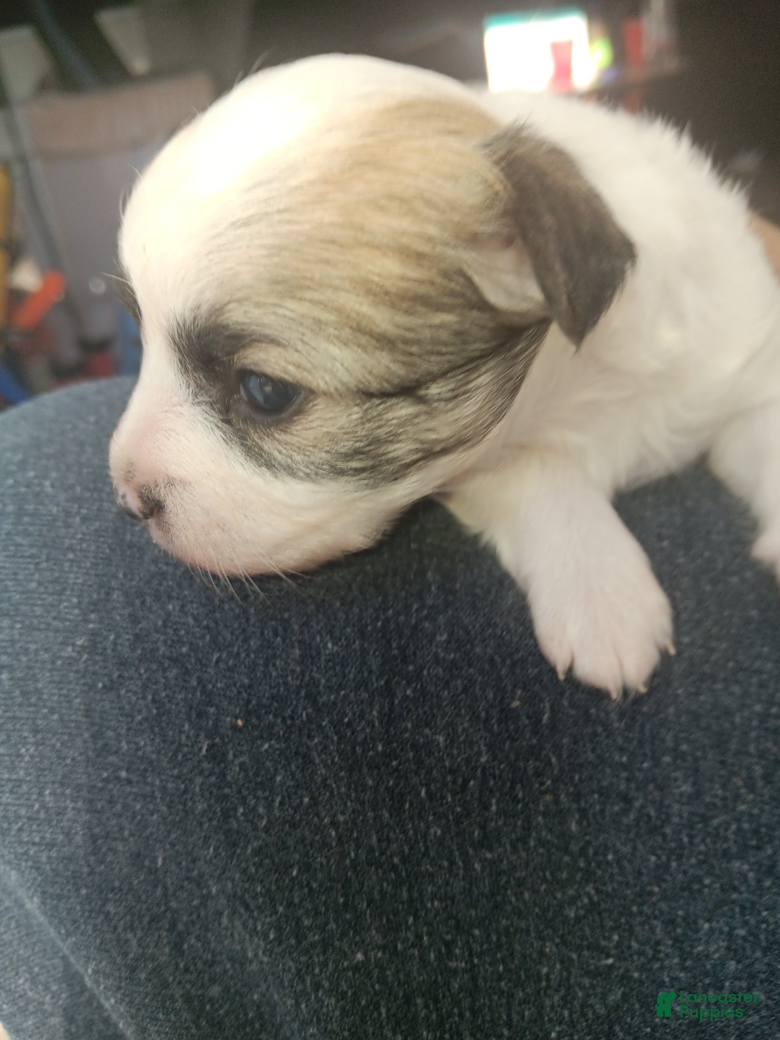 Mixed Breed dogs Mixed Breed Puppy 1  - Ad 1