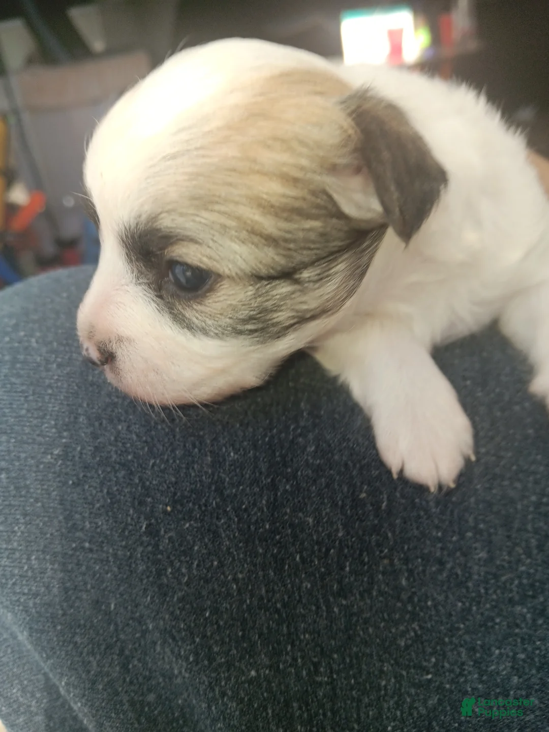 Mixed Breed dogs for sale: Mixed Breed Puppy 1  - Ad 1