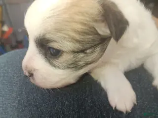 Mixed Breed dogs for sale: Mixed Breed Puppy 1 - Ad 1